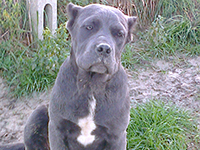 cucciolo cane corso grigio